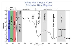 white pine spectral curve