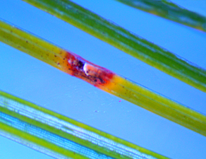 Pine needles under a microscope
