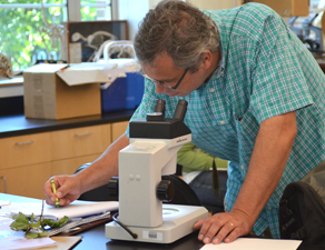 examining Maple leaves