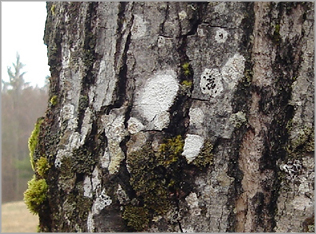 sugar maple lichen