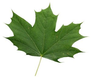 sugar maple leaf